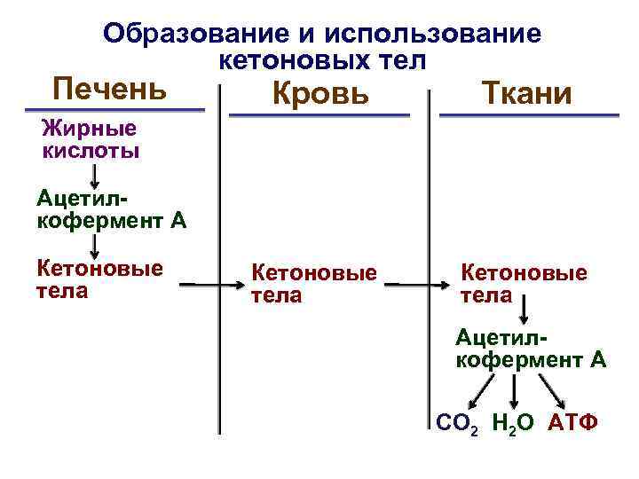 Образование и использование кетоновых тел Печень Кровь Ткани Кетоновые тела Жирные кислоты Ацетилкофермент А