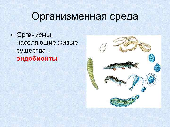 Организменная среда • Организмы, населяющие живые существа эндобионты 