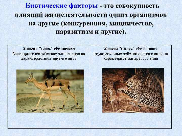 Хищничество определение и примеры. Конкуренция биотический фактор. Биотические факторы хищничество. Хищничество и конкуренция. Биотические факторы хищничество и паразитизм.