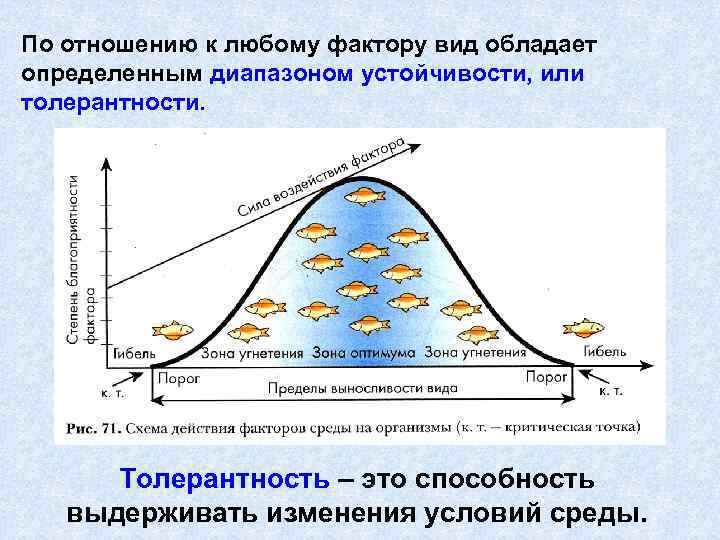 По отношению к любому фактору вид обладает определенным диапазоном устойчивости, или толерантности. Толерантность –