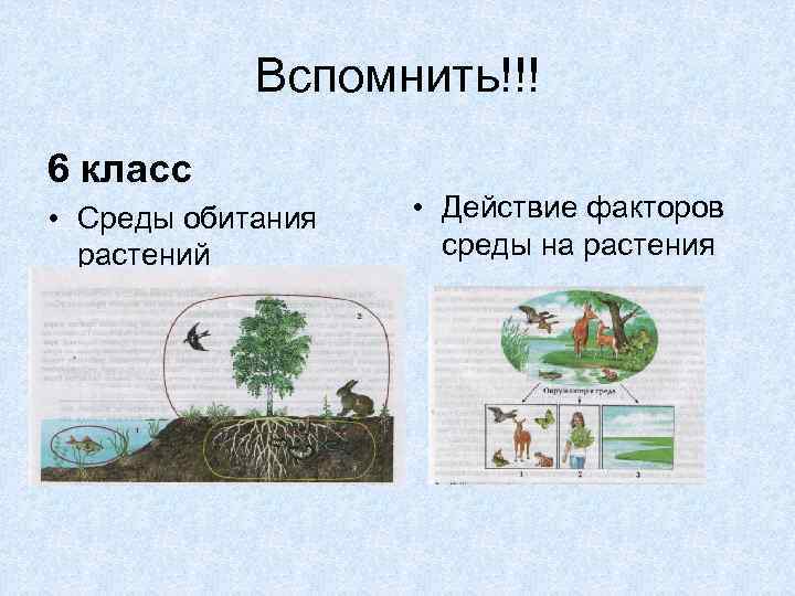 Схема экологические факторы среды обитания