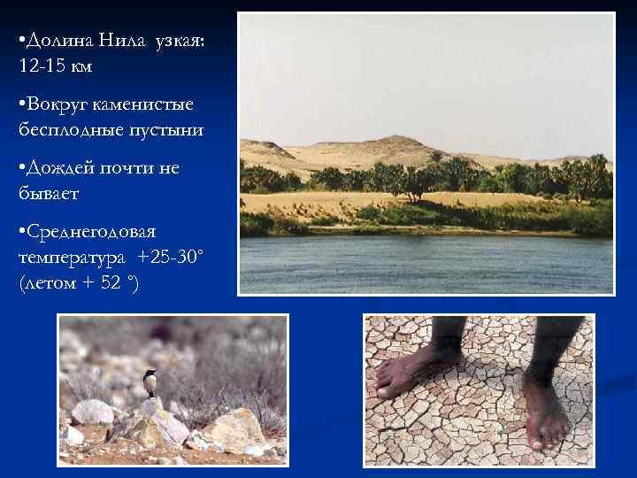  • Долина Нила узкая: 12 -15 км • Вокруг каменистые бесплодные пустыни •