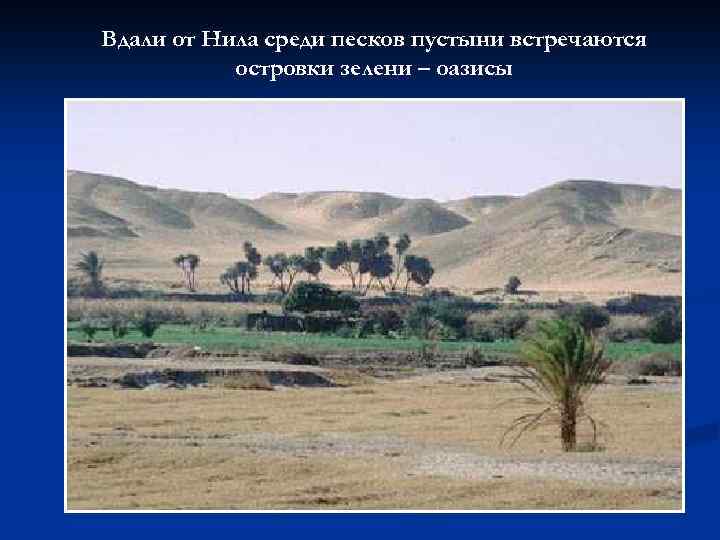 Вдали от Нила среди песков пустыни встречаются островки зелени – оазисы 