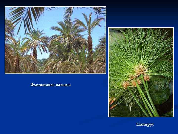 Финиковые пальмы Папирус 