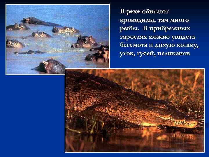 В реке обитают крокодилы, там много рыбы. В прибрежных зарослях можно увидеть бегемота и