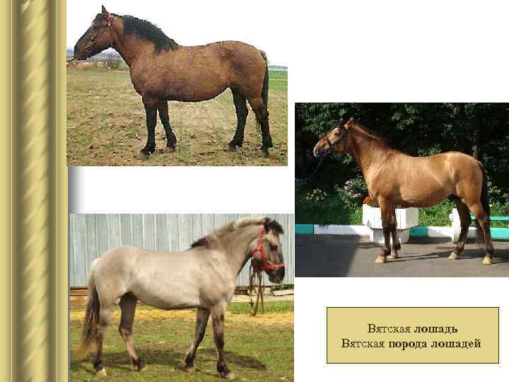 Вятская лошадь Вятская порода лошадей 