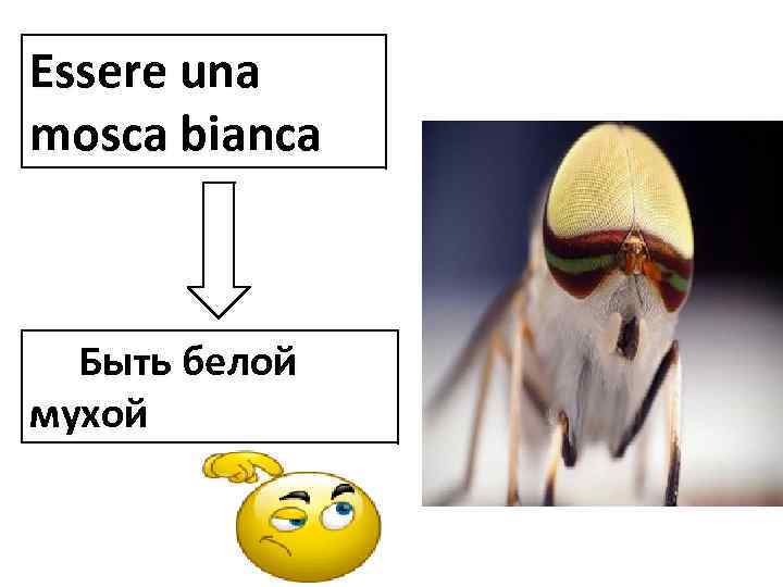 Essere una mosca bianca Быть белой мухой 