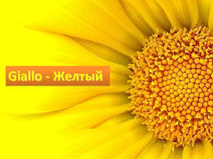 Giallo - Желтый 
