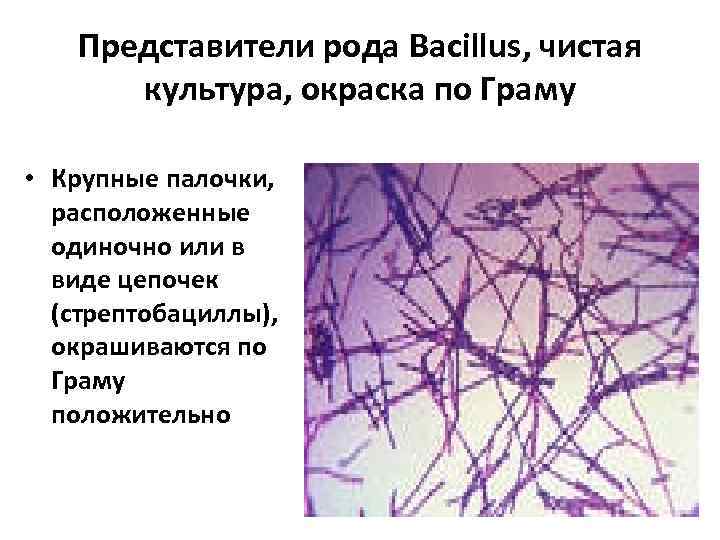 Представители рода Bacillus, чистая культура, окраска по Граму • Крупные палочки, расположенные одиночно или