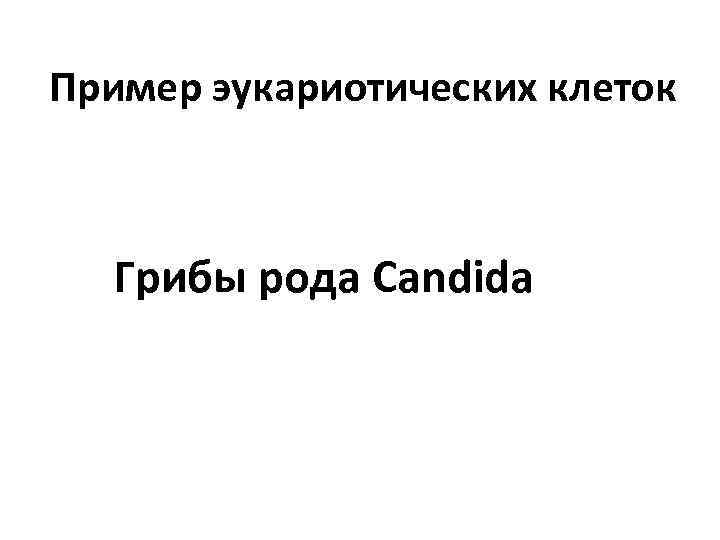 Пример эукариотических клеток Грибы рода Сandida 