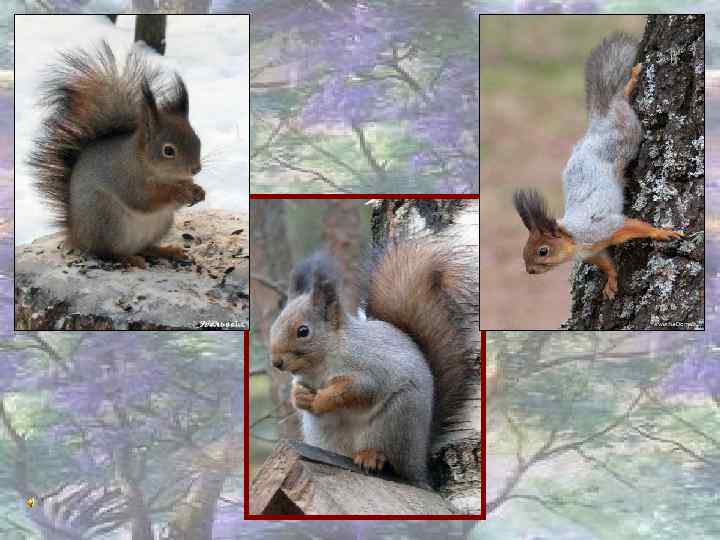  Красные лапки, Щиплет за пятки, Беги без оглядки. 