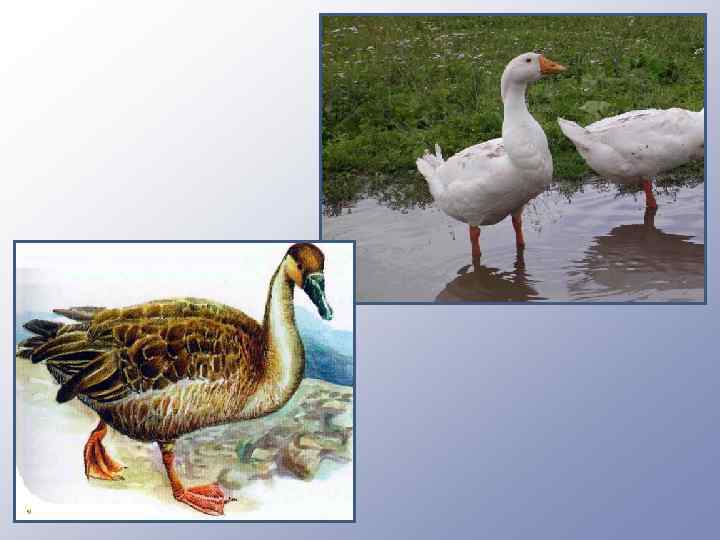  Жёлтый клубок За белым – скок! 