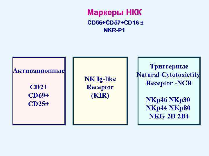 Маркеры НКК CD 56+CD 57+CD 16 ± NKR-P 1 Активационные CD 2+ CD 69+