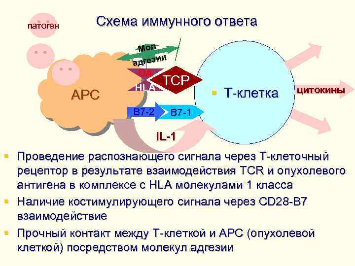 патоген Схема иммунного ответа АРС Мол ии адгез OA HLA ТСР В 7 -2