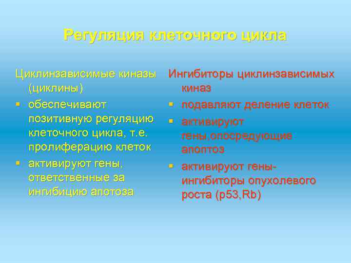 Регуляция клеточного цикла Циклинзависимые киназы (циклины) § обеспечивают позитивную регуляцию клеточного цикла, т. е.