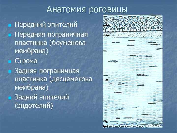 Анатомия роговицы n n n Передний эпителий Передняя пограничная пластинка (боуменова мембрана) Строма Задняя