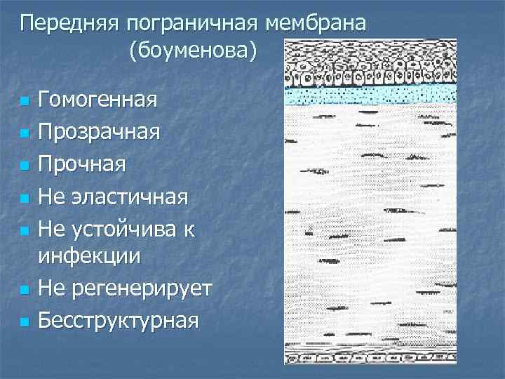 Передняя пограничная мембрана (боуменова) n n n n Гомогенная Прозрачная Прочная Не эластичная Не