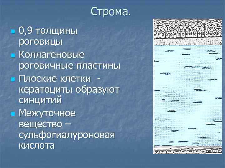 Строма. n n 0, 9 толщины роговицы Коллагеновые роговичные пластины Плоские клетки кератоциты образуют