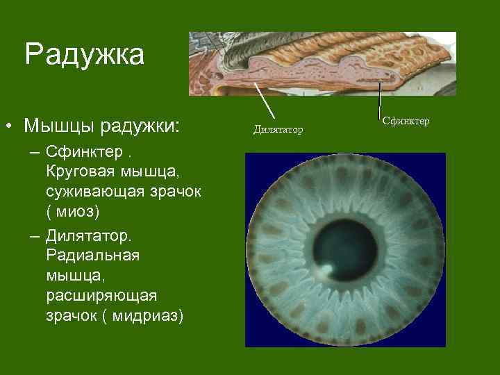 Радужка • Мышцы радужки: – Сфинктер. Круговая мышца, суживающая зрачок ( миоз) – Дилятатор.