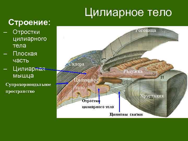 Ресничное тело