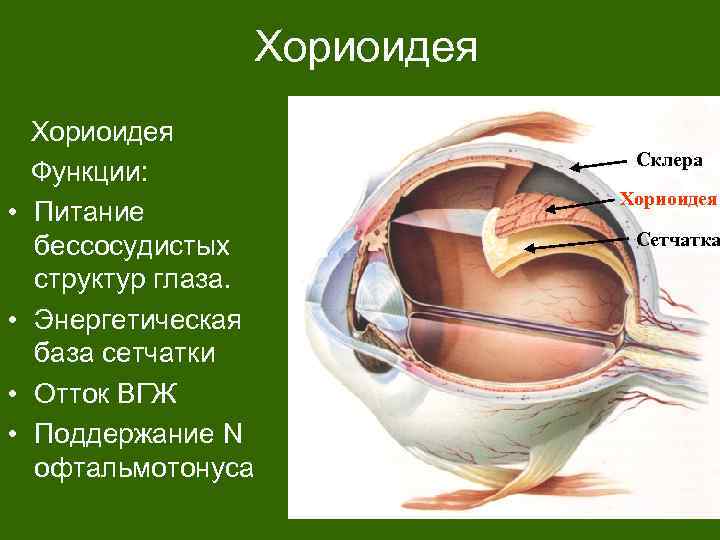 Хориоидея • • Хориоидея Функции: Питание бессосудистых структур глаза. Энергетическая база сетчатки Отток ВГЖ