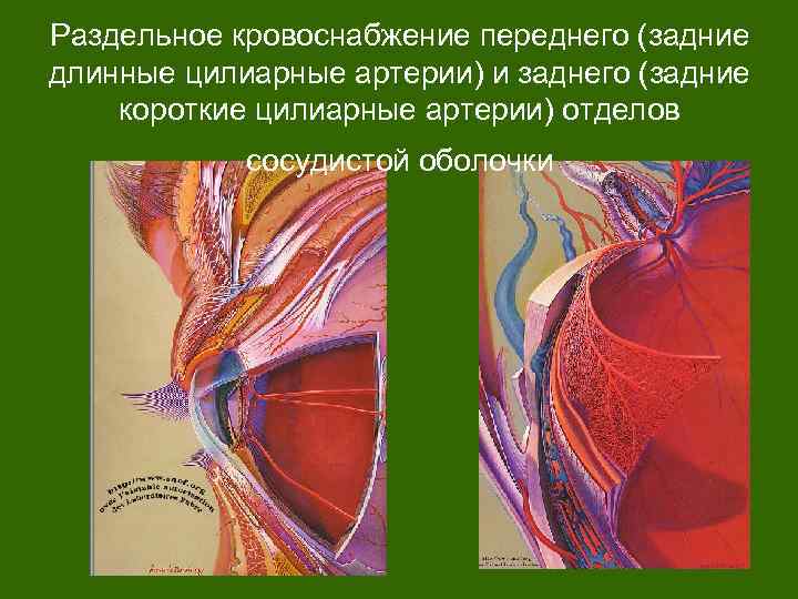 Раздельное кровоснабжение переднего (задние длинные цилиарные артерии) и заднего (задние короткие цилиарные артерии) отделов
