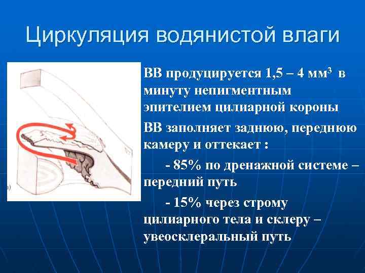 Циркуляция водянистой влаги ВВ продуцируется 1, 5 – 4 мм 3 в минуту непигментным