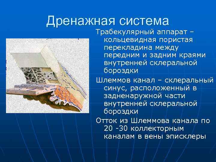 Дренажная система Трабекулярный аппарат – кольцевидная пористая перекладина между передним и задним краями внутренней