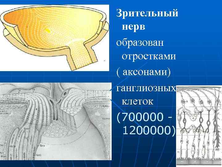 Зрительный нерв образован отростками ( аксонами) ганглиозных клеток (700000 1200000) 