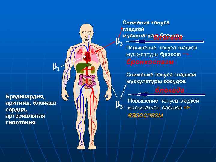 β 2 Повышение тонуса гладкой мускулатуры бронхов => бронхоспазм β 1 Брадикардия, аритмия, блокада