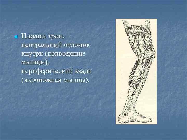 n Нижняя треть – центральный отломок кнутри (приводящие мышцы), периферический кзади (икроножная мышца). 