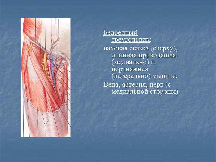 Бедренный треугольник: паховая связка (сверху), длинная приводящая (медиально) и портняжная (латерально) мышцы. Вена, артерия,