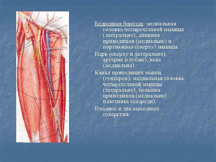 Бедренная борозда: медиальная головка четырехглавой мышцы (латерально), длинная приводящая (медиально) и портняжная (сверху) мышцы.