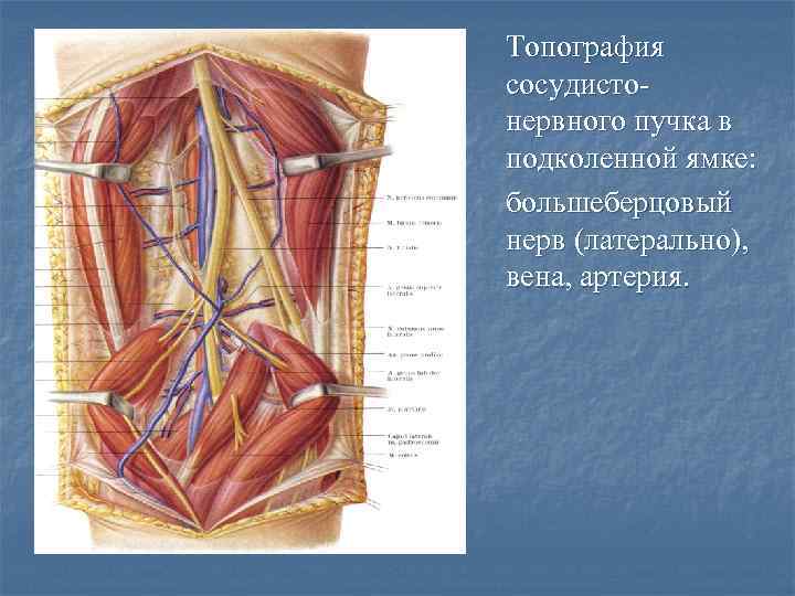 Топография сосудистонервного пучка в подколенной ямке: большеберцовый нерв (латерально), вена, артерия. 