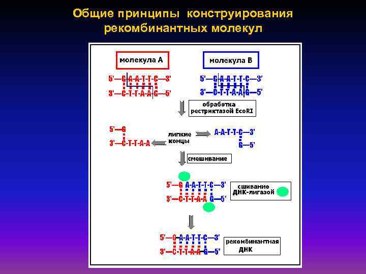 Общие принципы конструирования рекомбинантных молекул 
