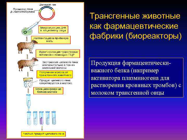 Схема получения трансгенного животного