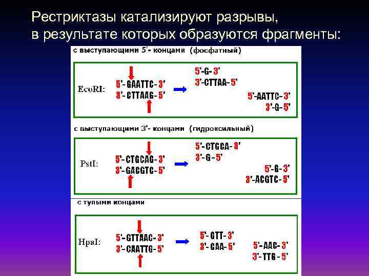 Рестриктазы катализируют разрывы, в результате которых образуются фрагменты: 