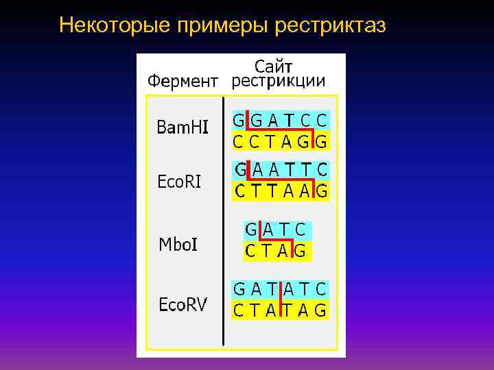 Некоторые примеры рестриктаз 
