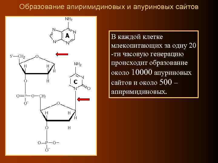 Образование апиримидиновых и апуриновых сайтов В каждой клетке млекопитающих за одну 20 -ти часовую