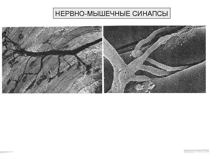 НЕРВНО-МЫШЕЧНЫЕ СИНАПСЫ 