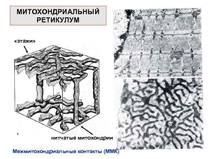 МИТОХОНДРИАЛЬНЫЙ РЕТИКУЛУМ «этажи» нитчатые митохондрии Межмитохондриальные контакты (ММК) 