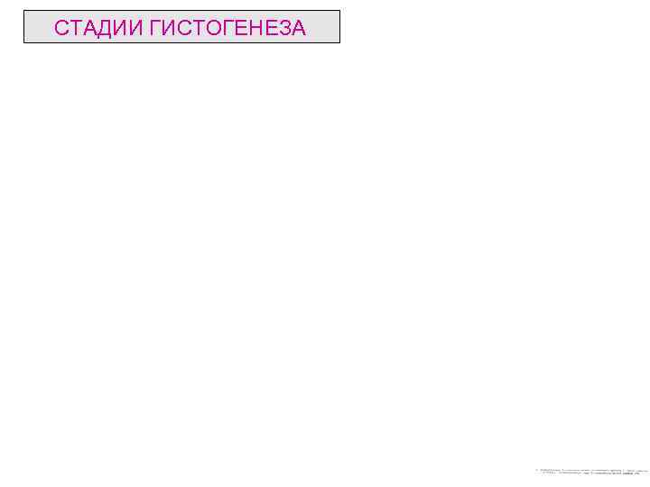 СТАДИИ ГИСТОГЕНЕЗА 