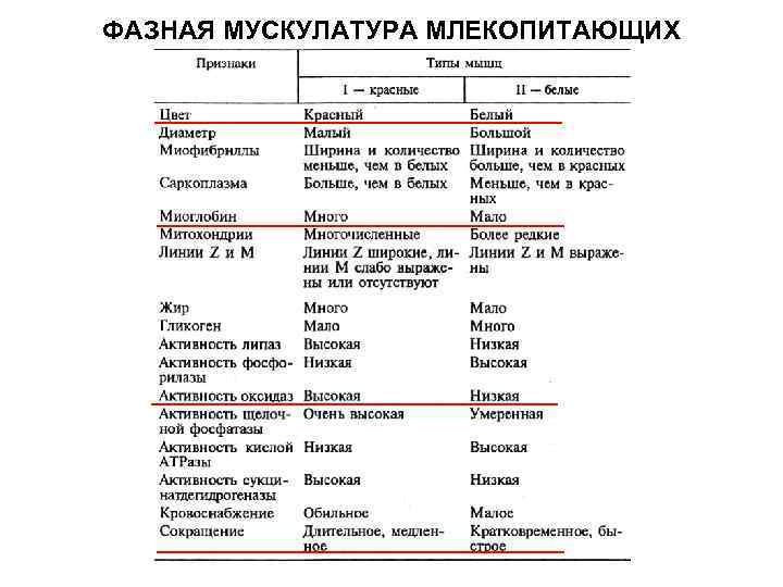 ФАЗНАЯ МУСКУЛАТУРА МЛЕКОПИТАЮЩИХ 