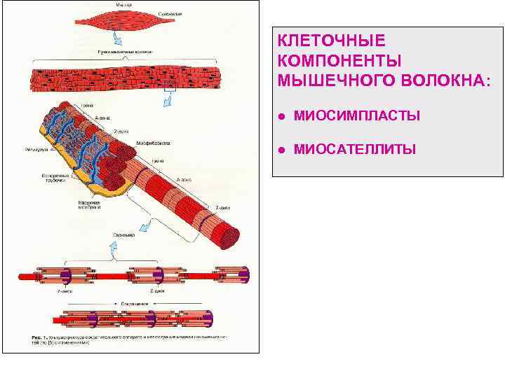 Мышечное волокно состоит из