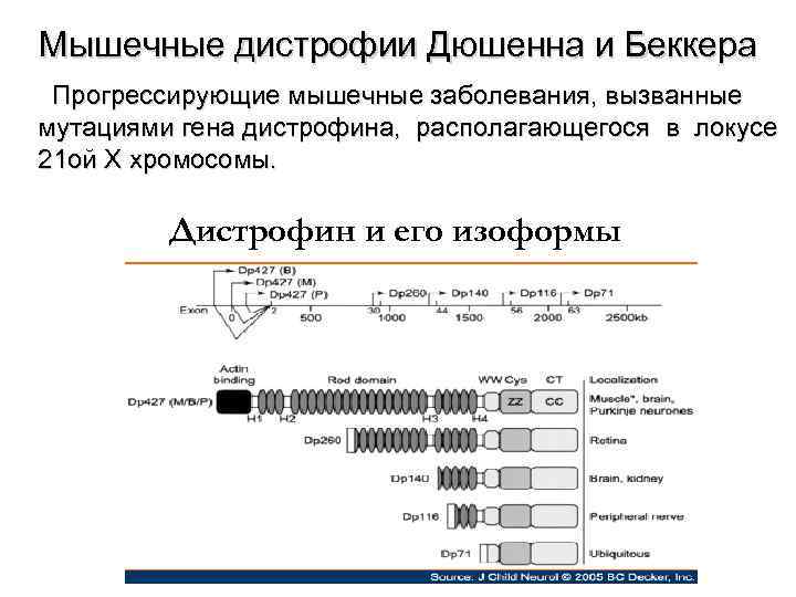 Мышечные дистрофии Дюшенна и Беккера Прогрессирующие мышечные заболевания, вызванные мутациями гена дистрофина, располагающегося в