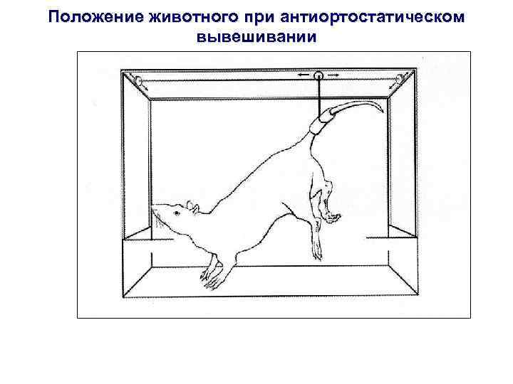 Положение животного при антиортостатическом вывешивании 
