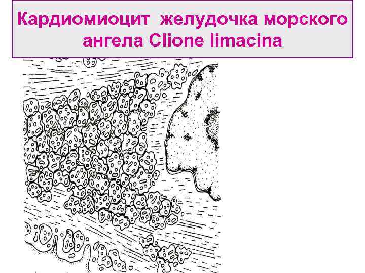 Кардиомиоцит желудочка морского ангела Clione limacina 