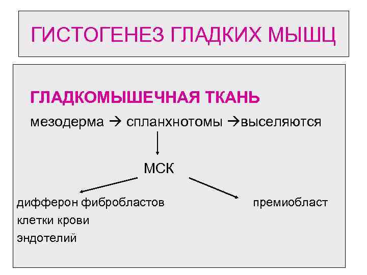 ГИСТОГЕНЕЗ ГЛАДКИХ МЫШЦ ГЛАДКОМЫШЕЧНАЯ ТКАНЬ мезодерма спланхнотомы выселяются МСК дифферон фибробластов клетки крови эндотелий