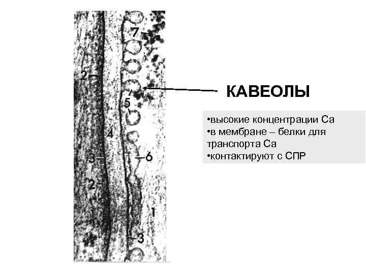 КАВЕОЛЫ • высокие концентрации Ca • в мембране – белки для транспорта Ca •