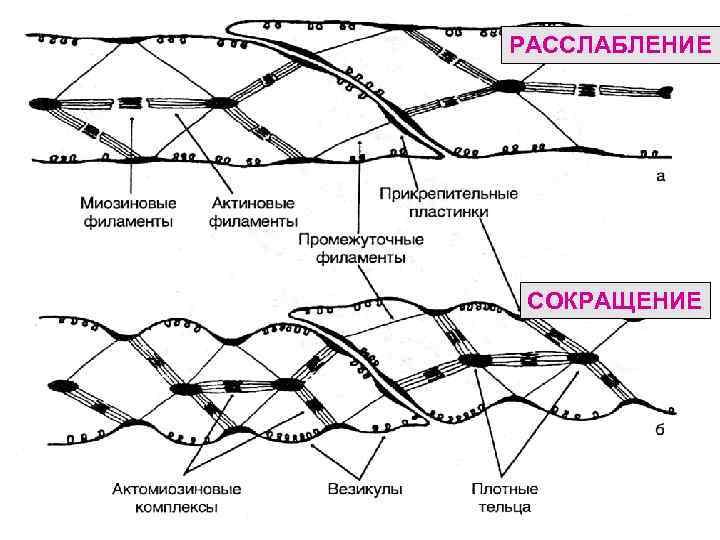 РАССЛАБЛЕНИЕ СОКРАЩЕНИЕ 